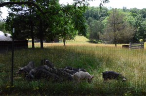 pig pasture